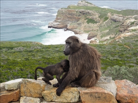 Cape of Good Hope